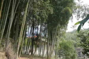 甫田疫情最新消息.甫田疾情