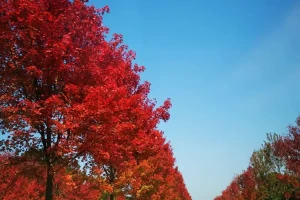 南京全域低风险-南京全境低风险