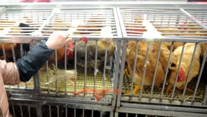 “湖南确诊h5n6” 湖南确诊病例4086倒？-第2张图片
