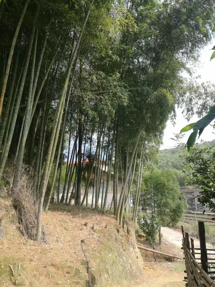 甫田疫情最新消息.甫田疾情-第1张图片